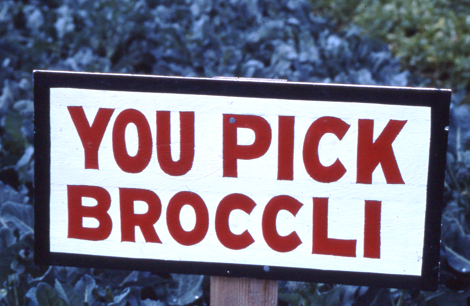 U-Pick Broccoli Sign